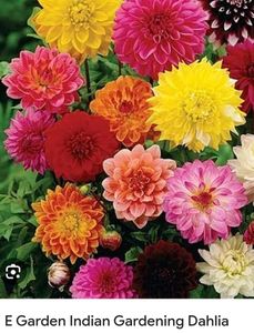 Dahlia And Californiam Poppy Mixed Seeds
