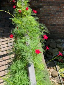 Cypress &amp; cockscomb flower plant and seeds