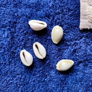 Lakshmi Pujan Kodi Shells 21 Pcs