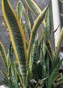 Snake Plant 🎉