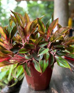 Aglaonema Plant
