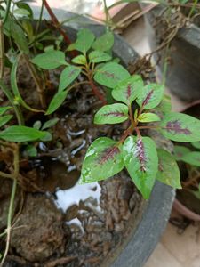 Two Shanil Plant With Root