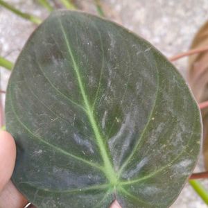 Copper Color Shading Money Plant&#39;s Cuttings