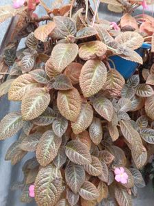 Episcia Plant