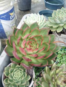 Succulent Echeveria Agavoides Lipstick