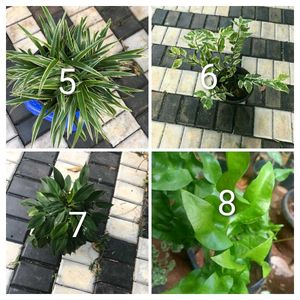 you can select 10 Live root plants