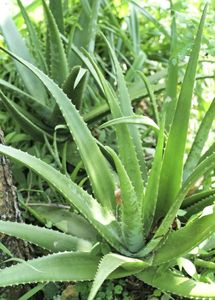 Alovera Plant