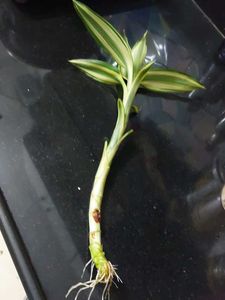 Bamboo With Roots