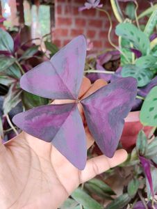 10 New Plants