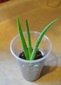 Young Aloe Vera Plant