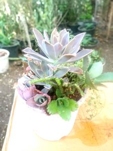 Combo Of Succulent Plant