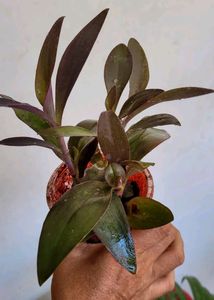 Pack 2 Dracaena Mahatma &amp; Heart Purple Plant &amp; Pot