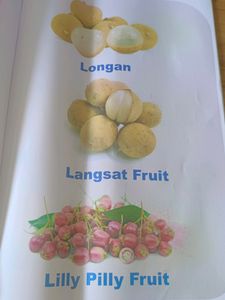 A to Z Fruit Pictionary Book