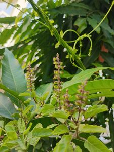 Tulsi Plant K Beej