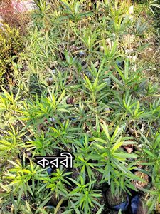 Karobi Plant PACK OF 1