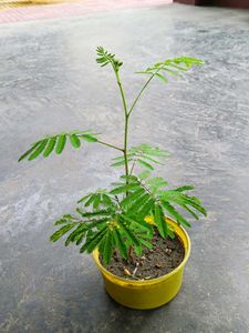 Shame plant