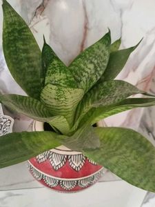 Baby/Dwarf Snake  Plant