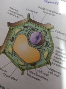 Class 9TH CBSE BOARD SCIENCE TEXTBOOK