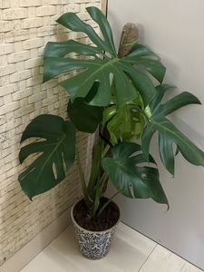 1 Monstera Deliciosa Plant Cuttings