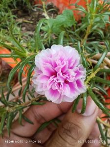 Pink Portulaca Flower Plant