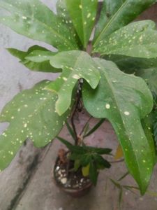 Freash Nd Healthy Croton Doted Plant With Room