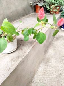 Assorted Plants