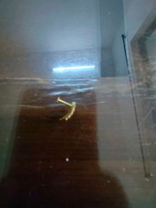 5 AD Nose Pin (Screw)