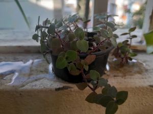Green and Purple Trailing Plant in plastic Pot/Cup