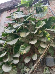 Money Plant ☘️🌿