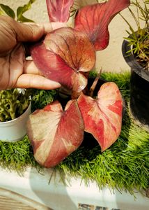 Thai Caladium With Variegation