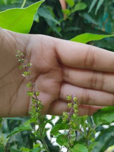 Tulsi Plant K Beej