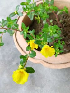 Two Colours Single Petal Portulaca