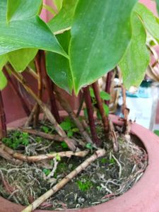 Insulin Plant Shoots