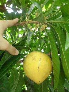 Egg Fruit Plant