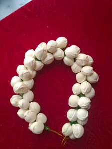 Gajra Plain White 🤍