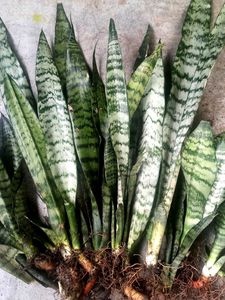 Snake Plants