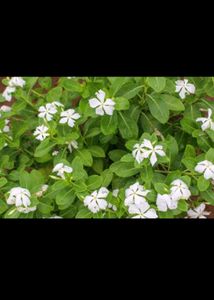 Combo Plant