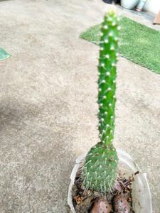 Assorted  Seccullents And Cactus