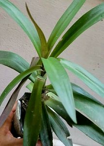 Moses in the Cradle Plant 🌵