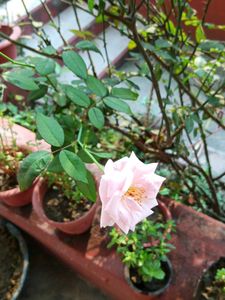 White Pink Rose Sapling with Buds