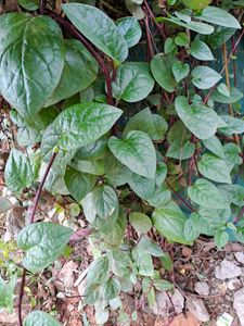Red Malabar Spanich