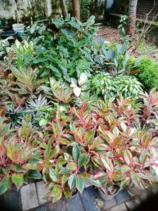 You Can Select 10 Live Root Plants