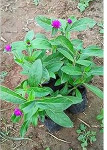 Gomphera plants
