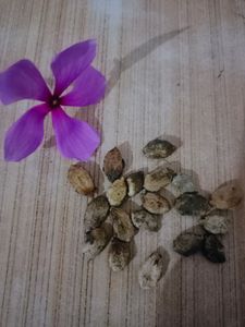 Karela Seeds/Bitter Guard/Blood Purifier 100%germinated With Prove...