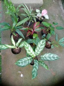 10 Live plants without pot