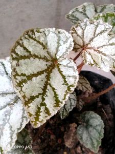 Assorted Houseplant Bundle