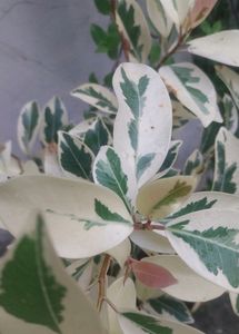 Four Plants  Combo