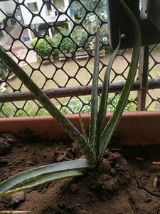 Alovera For Beginners Best Plant