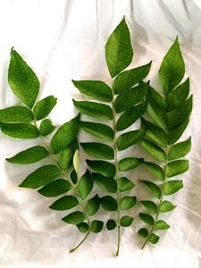 🌿 Fresh Organic Curry Leaves