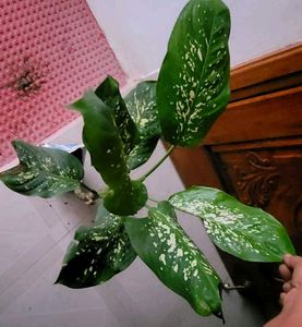 Set 2 Dieffenbachia Seguine &amp; Plants ☘️